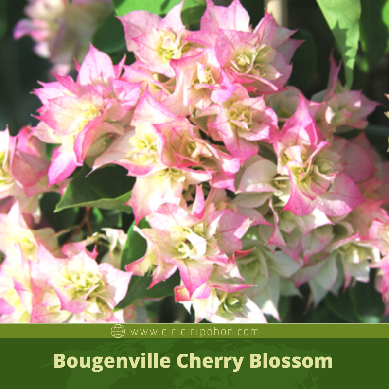  Bougenville Cherry Blossom  Bunga dengan Kombinasi Warna 