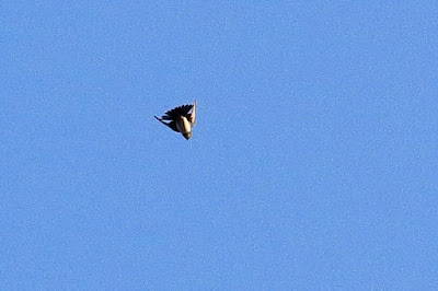 "Barn Swallow - Hirundo rustica, uncommon winter visitor flying above."