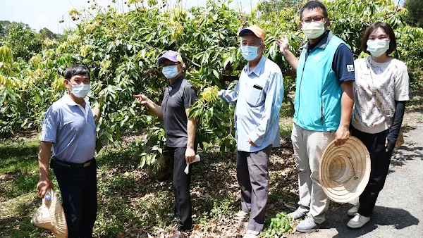 彰化市長林世賢勘查荔枝災情 乾旱農損讓果農欲哭無淚