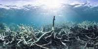 Bleached corals at Lizard Island, Great Barrier Reef, pictured during a mass bleaching event in early 2016. (Image Credit: XL Catlin Seaview Survey) Click to Enlarge.