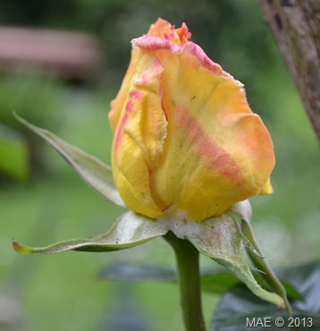 2013-06-16 Garden 002