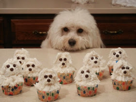 Cute dogs - part 11 (50 pics), dog looking at cupcakes shaped looks like him