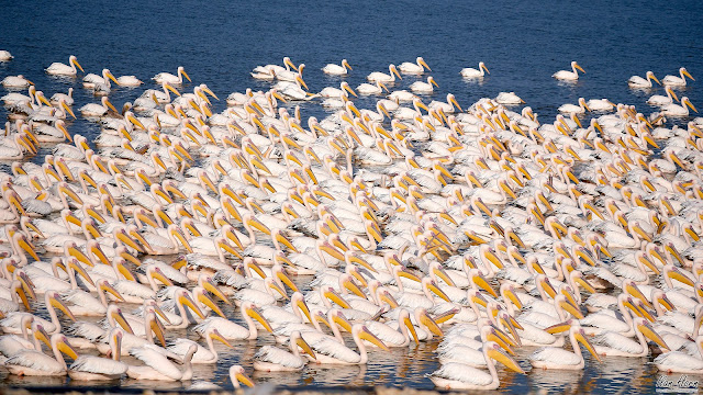 Pelicans Pelicans Pelicans!