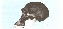 Skull of a Australopithecus found in South Africa