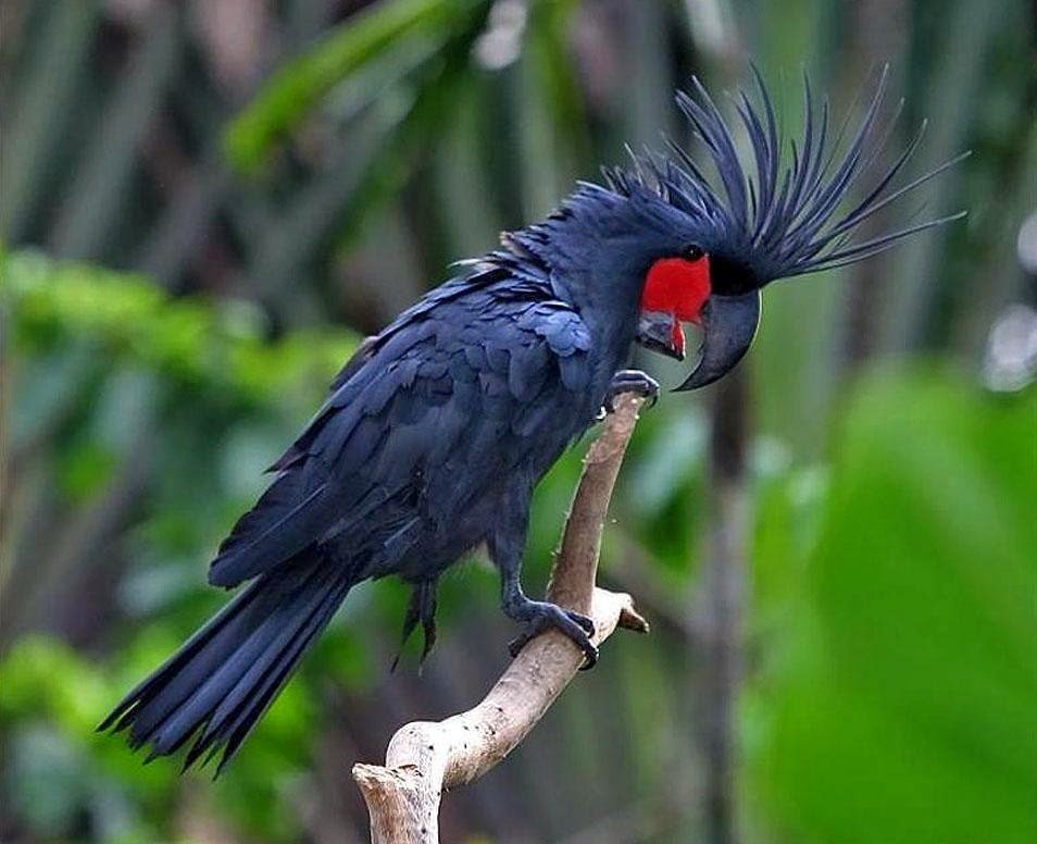  Gambar  Burung Tercantik di Indonesia