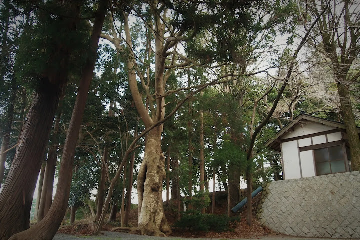 鳥取県西部の道祖神、青木神社のタブの木