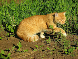 Ginger Twins Cats