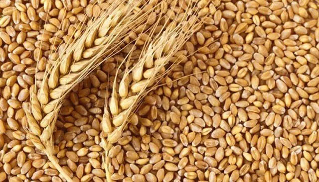 The Cabinet approved the Wheat Procurement Policy 2024-25