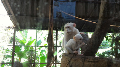 Tarikan di KL Tower Mini Zoo 