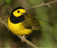 Hooded Warbler breeding male close up – South Padre Island Birding Center, TX – June 2017 – photo by Tony Castro