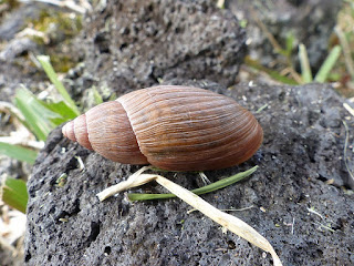 Euglandina rosea - Escargot carnivore de Floride