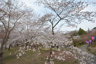 西山公園の桜