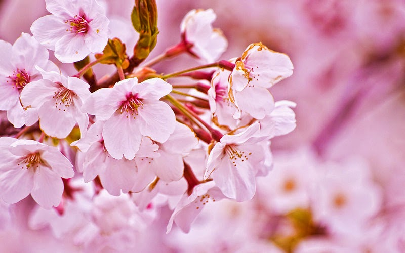  Gambar  Bunga Sakura Wallpaper  Bunga Sakura Cantik