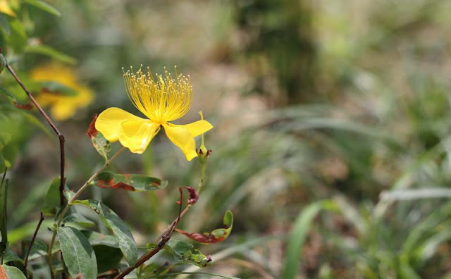 Hypericum Flowers