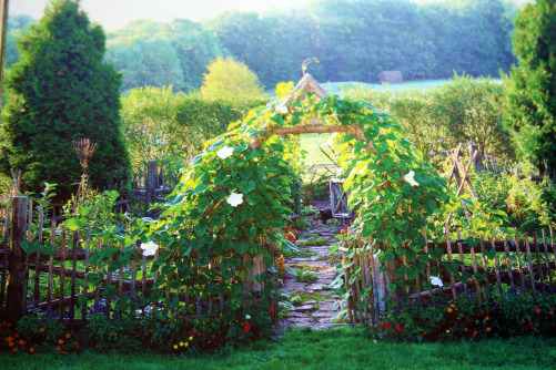 A lush green vegetable and fruit