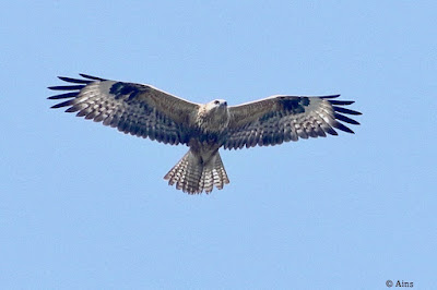 "Long-legged Buzzard - Buteo rufinus, winter visitor scannong for prey."