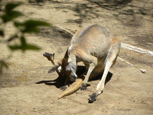 kangaroo, rio grande zoo, albuquerque zoo