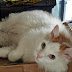 Animal Friends' Home-to-Home Adoption Program presents: Sidney