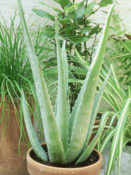Aloe Vera Benefits How To Plant Aloe Vera In Pots Effectively