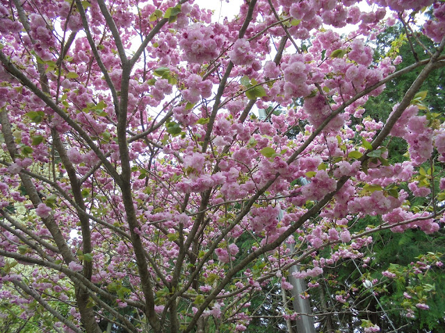 別所川渓流植物園の入り口の牡丹桜