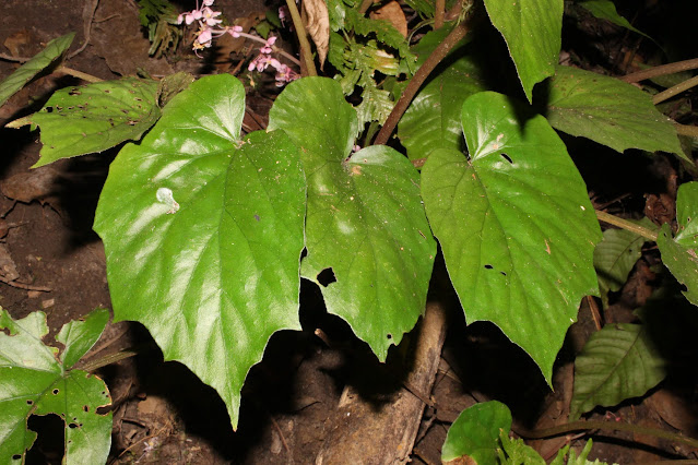 Begonia ceratocarpa