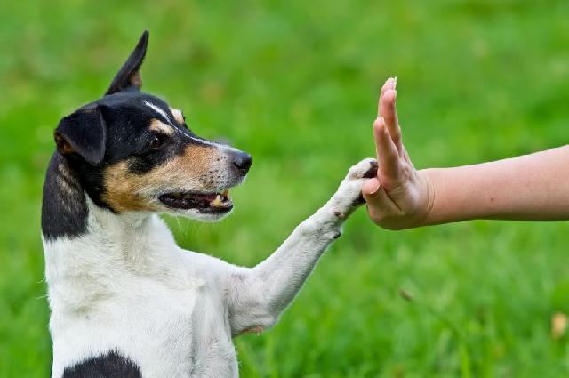 Lembre-se que o adestramento é feito a três: você, o adestrador e o cão. Deve haver um entrosamento entre o dono e o profissional para que o resultado seja positivo. Se você não for participativo, não culpe o adestrador se o cão não quiser obedecer você.