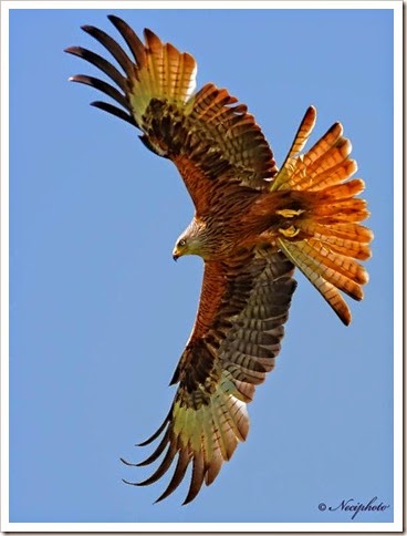 Aquila