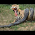 Giant Anaconda vs Jaguar