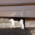 GROTESCO: Homem mata gato, agredi mulher e desacata policiais em Manaus; VEJA O VÍDEO 