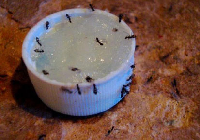 Herbal Health Care: Homemade Natural Ant Killers