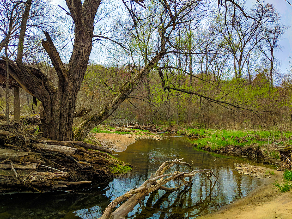 A wide creek flowing past a large elm tree