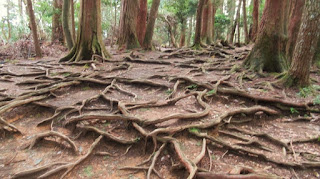 人文研究見聞録：鞍馬山（概要と登山レポート） ［京都府］