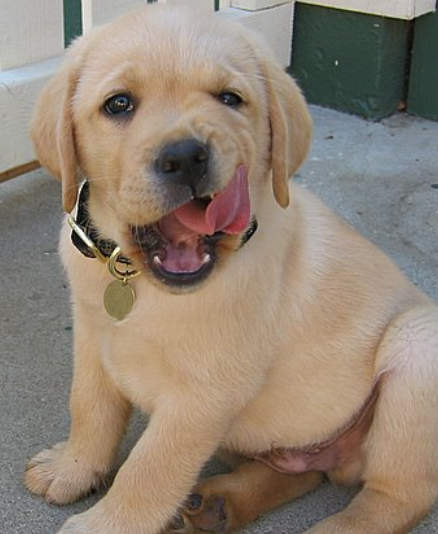 cute yellow labrador puppy. Cute Yellow Lab Puppy