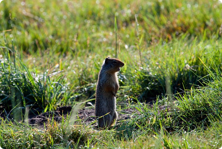 Columbian Ground Squirrel-1