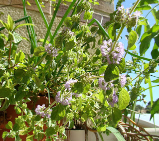 Poleo o menta poleo (Mentha pulegium L.).