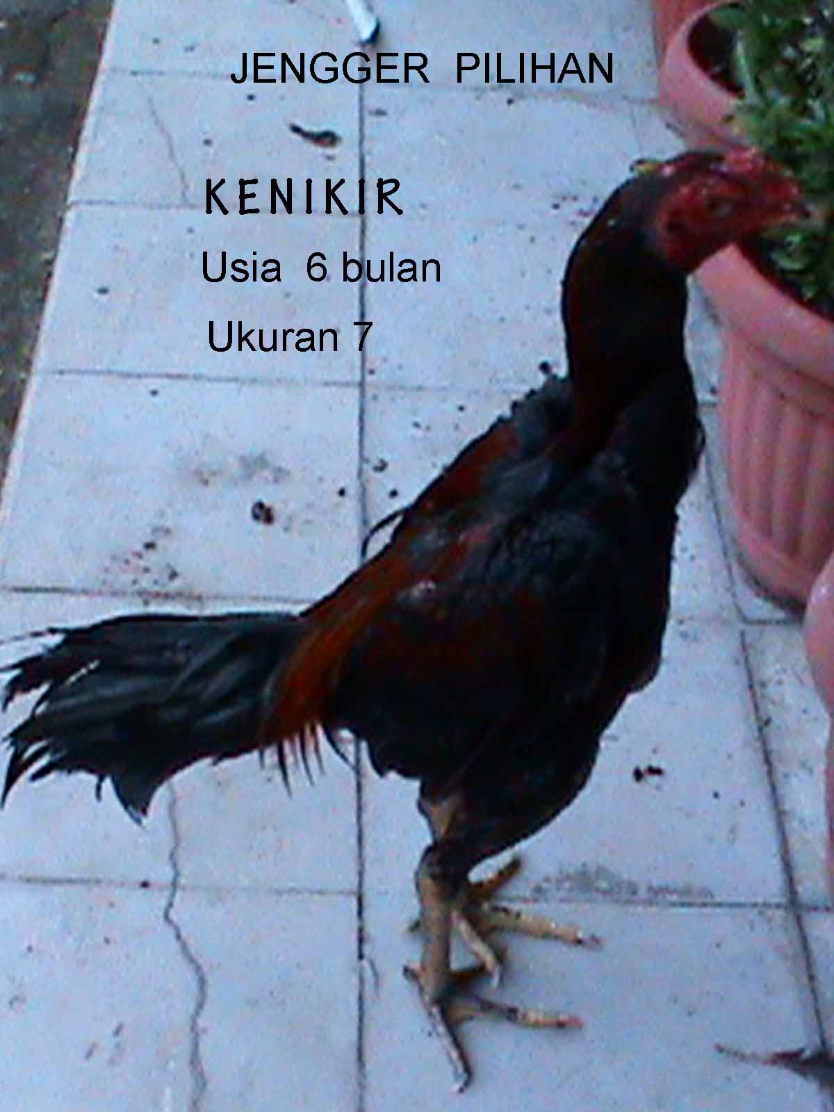 Koleksi Gambar Ayam Konyol Gambar Gokil