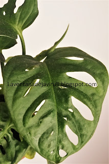 hojas-monstera-adansonii