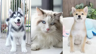 La condena del pedigree en perros y gatos