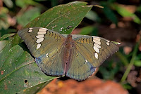 Euthalia patala