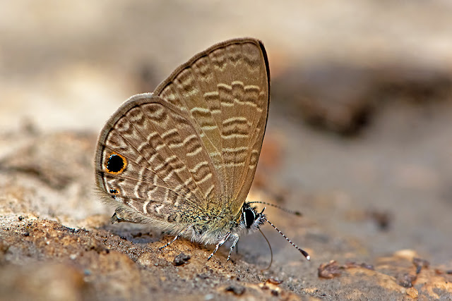 Prosotas dubiosa the Tailless Lineblue butterfly