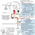 1966 Mustang 289 Wiring Diagram