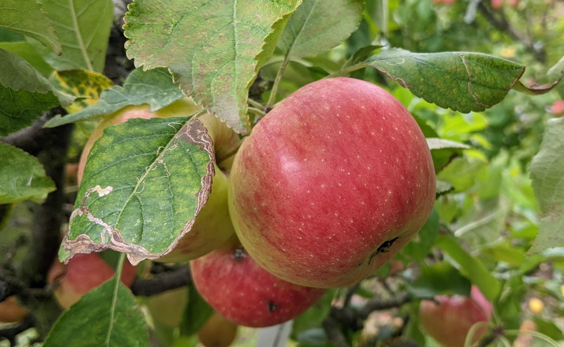 A round red apple, a bit flat on top and bottom, hangs from a tree