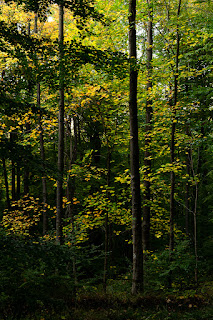 Waldfotografie Naturfotografie Weserbergland Olaf Kerber