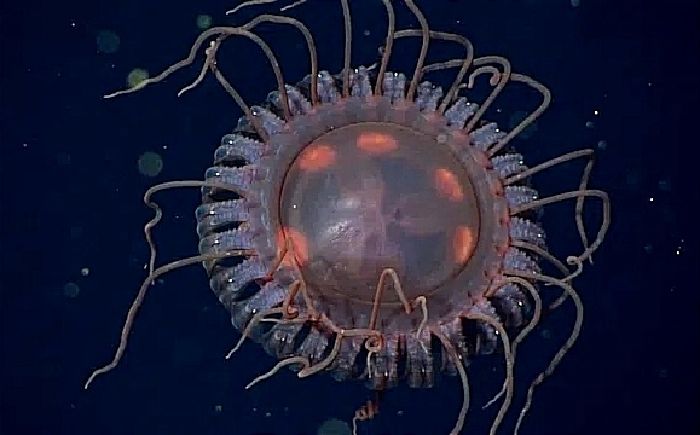 La medusa Atolla reynoldsi