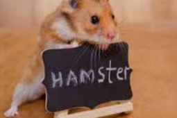 Nama Ilmiah Hamster