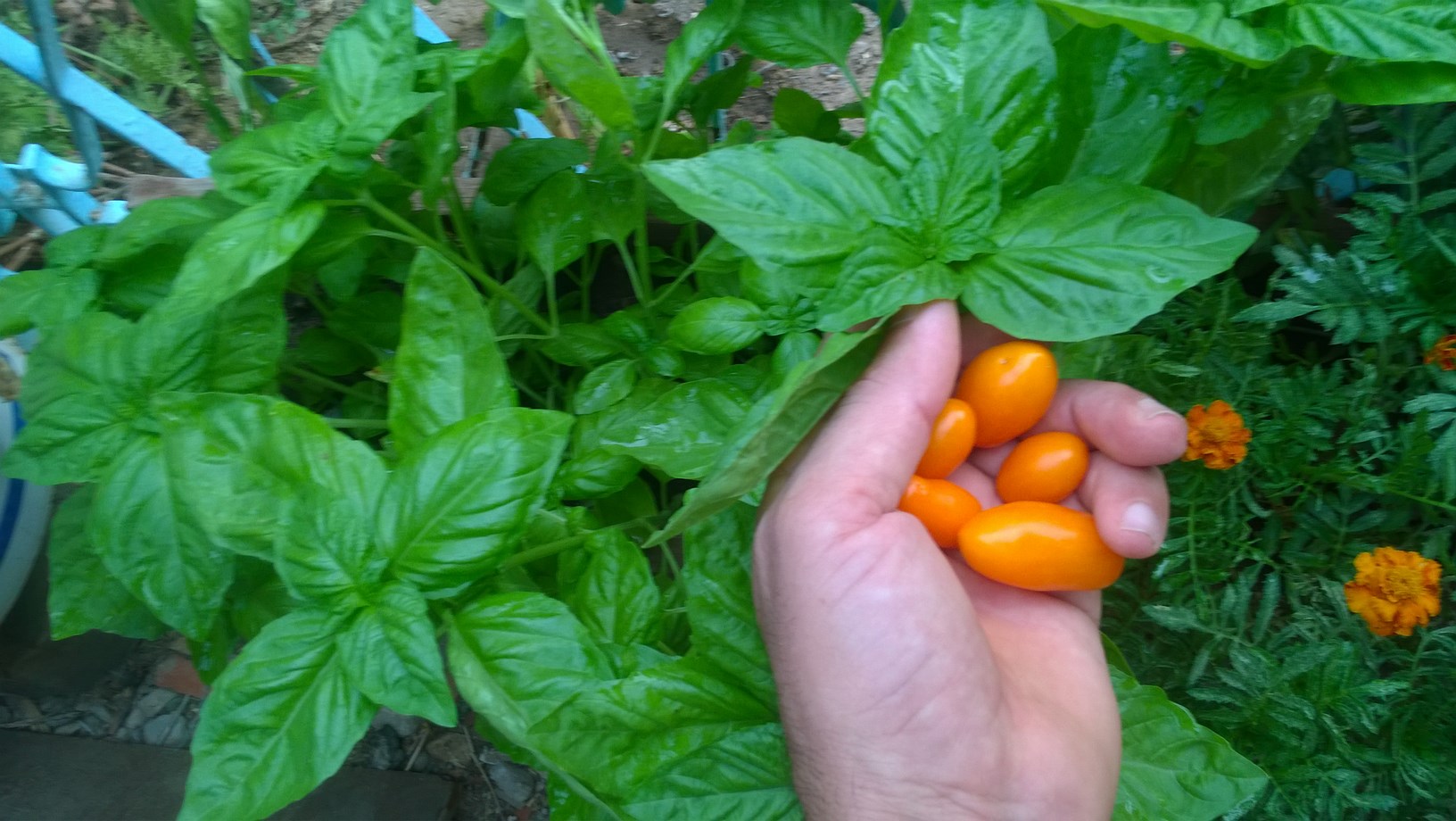 Growing tomatoes and basil near each other can make each crop taste better.