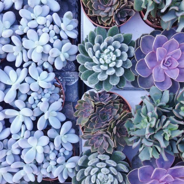 Pastel colored succulents at the Columbia Road Flower Market