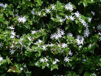 Jasminum multiflorum - Star jasmine care and culture