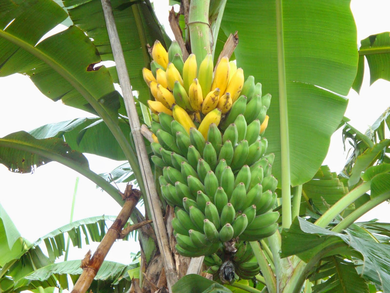 Meraih Sukses Dengan Budidaya Tanaman Pisang The Inspiration