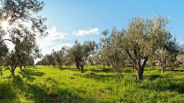 Γεωργική προειδοποίηση για τον περιορισμό και την περαιτέρω καταστροφή της ελαιοπαραγωγής